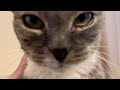 MEOW PURR MRRRP