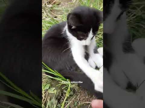 Video Tiktok Cat 😻 Wild Cat - Black white cat #shorts #yellowcat #best #kitten #catbaby #kittenbaby