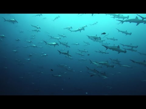 Huge School of Hammerhead Sharks || ViralHog