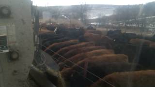 preview picture of video 'Feeding the heifers..'