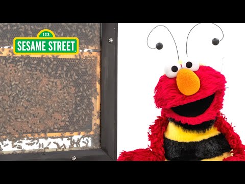 Sesame Street: Elmo and Kids Meet a Beekeeper featuring @hihokids