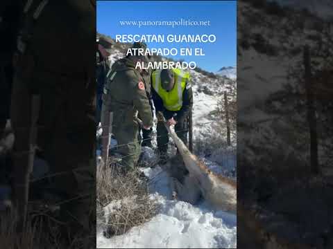 patrulla de gendarmes salvó a un guanaco que se encontraba atrapado en un alambrado* #gendarmeria