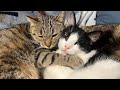 20 Cats Stream Only 60 Minutes Because Im Sick