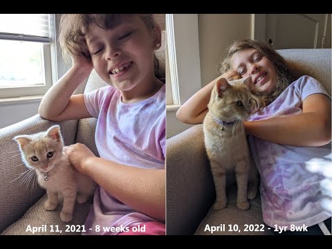 Little Jennifer Lopez, The Kitten - 8wk thru 1yr 8wk, a photo every Sunday for 1 year