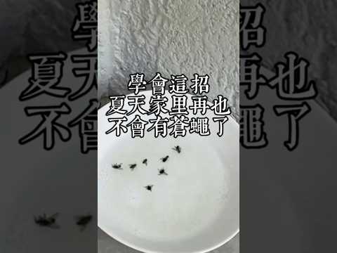 夏天家裡蒼蠅蚊子多的一定要認真看完這條影片，學會之後，夏天再也不會有蒼蠅了 #生活小技巧