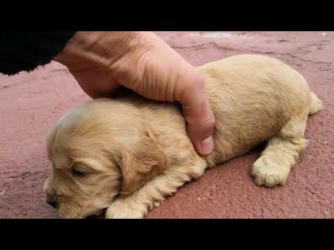 HEMBRA 02 COCKER SPANIEL 12-05-18