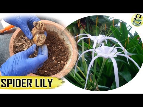 download lagu mp3 mp4 Spider Lily Plant, download lagu Spider Lily Plant gratis, unduh video klip Spider Lily Plant