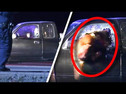 Duke the Superdog Jumps Through Car Window to Tackle Suspect