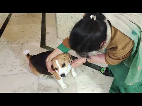 Beagle brushing