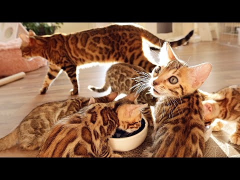 Grandma Cat takes Really good Care of her Sweet GrandKittens