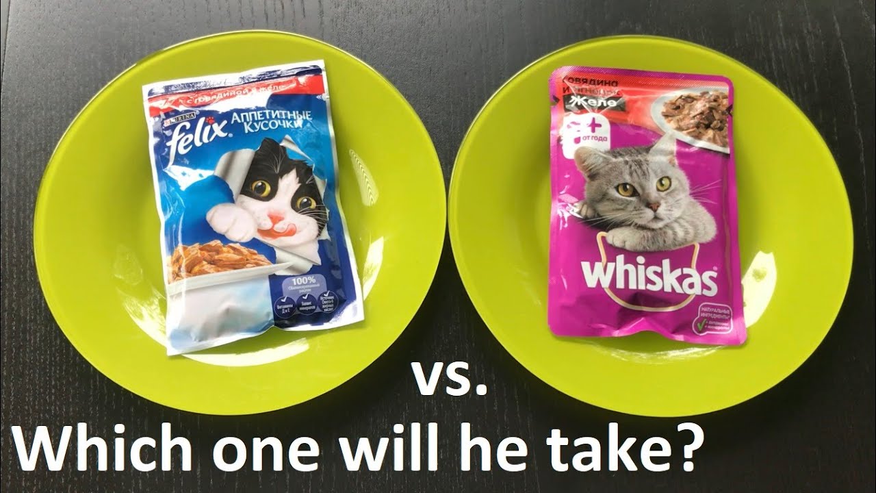 PET FOOD BATTLE 🍖 WHISKAS vs. FELIX 😺 Which one does CAT VISKAS take