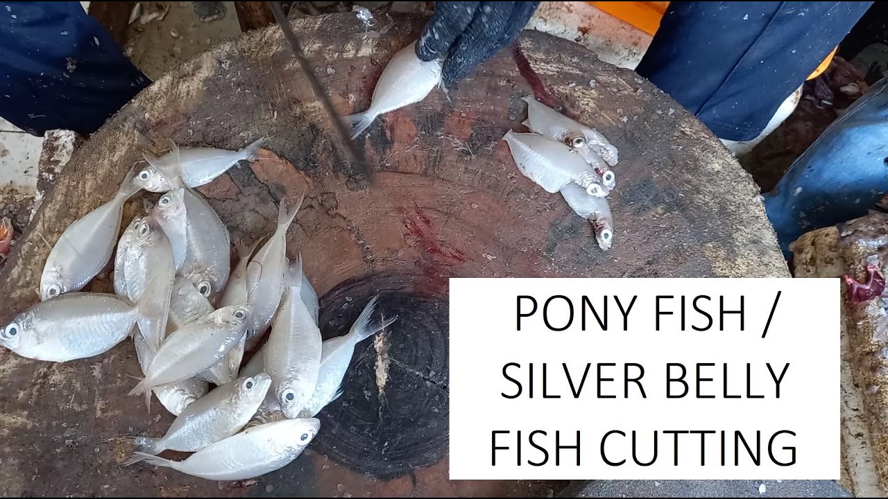 White Sudumbu fish cutting skills / Pony fish / Silver belly fish cutting / Chennai fish market
