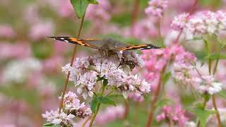 八幡高原「赤そばの里」