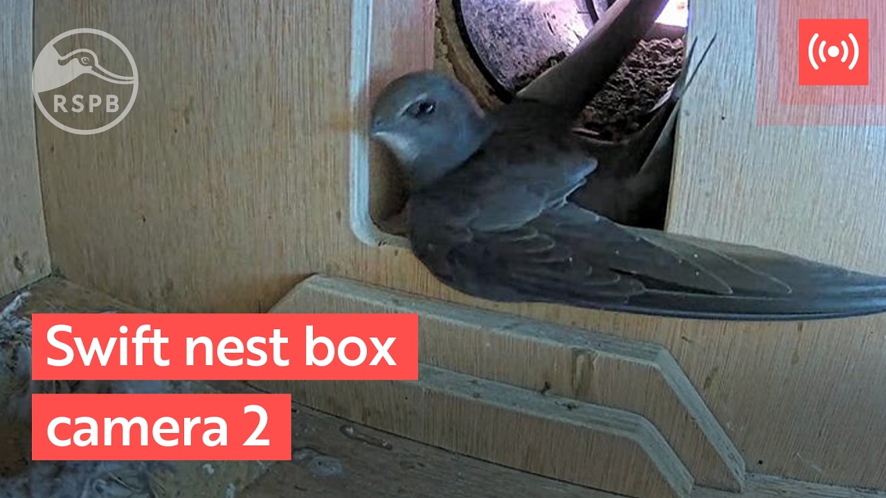 Live webcam view of Swift Nest Box Tunnel Camera