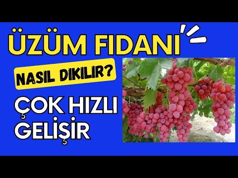 , title : 'üzüm fidani dikimi nasıl dikilimelidir'