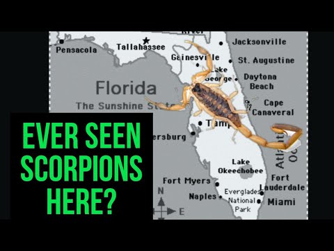 3rd YouTube video about are there scorpions in florida