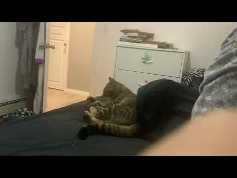 my cat (ft. ugly sounds)