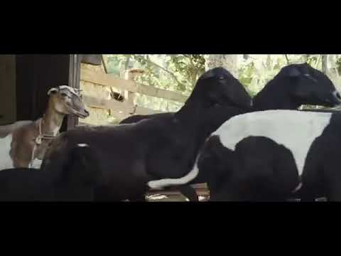 MC Japa do Recife e Os Cretinos - Disputa das Potrancas (Clipe Oficial)