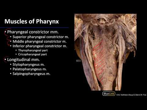 Larynx and Pharynx - Pharyngeal Muscles