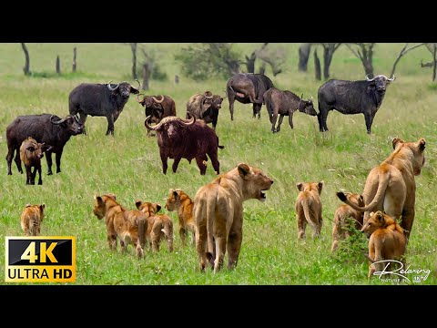 African Wildlife: Nairobi National Park, Africa Scenic Wildlife Film With Real Sounds