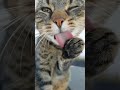 #Repostpic.travels: How sexy!? 😍 Cats are believed to be the only mammals who don't taste sweetness.
