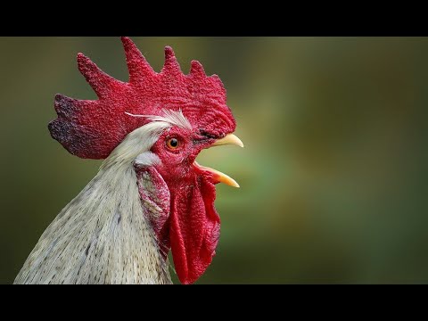TOP 20 roosters crowing - Ultimate Rooster Crowing Compilation - Sounds Galore