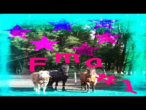 Longieren & freispringen !  |  FMA #1