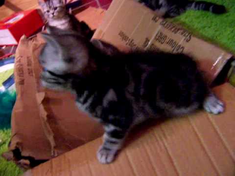 Achtung jetzt kommt ein Karton - Motsi und Sisi Babies beim Spielen