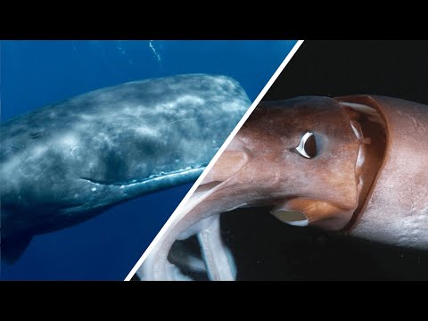 Giant Squid Vs Sperm Whale - Who Would Win? / Documentary (English/HD)