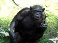 Chimpanzee Clapping