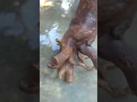 mai rừng đọt xanh có củ lớn hàng độc