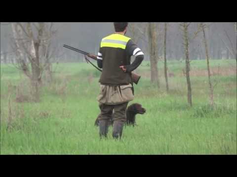 download lagu mp3 mp4 Field Spaniel Hunting, download lagu Field Spaniel Hunting gratis, unduh video klip Field Spaniel Hunting