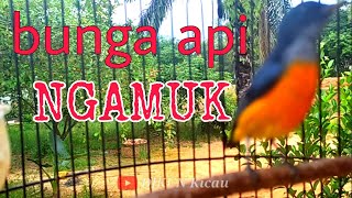 Download lagu kemade bunga api gacor ampuh untuk memancing burung bahan dijamin respon mp3 Download lagu kemade bunga api gacor ampuh untuk memancing burung bahan dijamin respon mp3