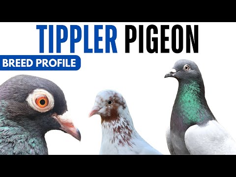 Tippler Pigeon Breed Profile - History - Tippler Pigeon Health Issues Price Training