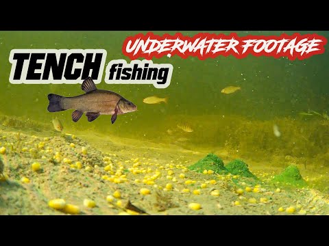 Tench fishing - first steps. Set up an underwater camera, and added ground bait. Fishing, learning.