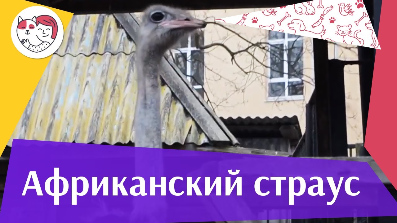 Африканский страус Не прячет голову в песок на ilikepet