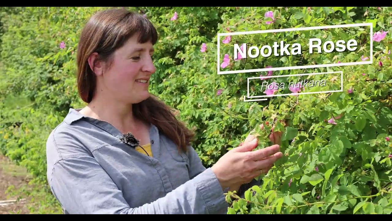 Coastal Native Plants – A Tour of Satinflower Nurseries