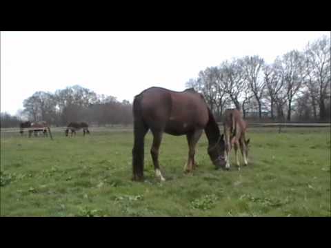 Heidehof's Flying Dutchman