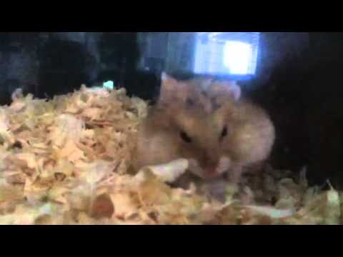 Pedo hamster - YouTube
