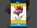 pollination - polinización video thumbnail