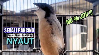 Download lagu cendet gacor FULL EMOSI buat PANCINGAN CENDET AGAR BUNYI jadikan BURUNG PENTET GACOR RESPON AKTIF mp3