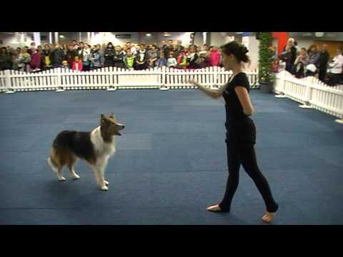 17.10.2015 Dogdance Dortmund Romeo Senior
