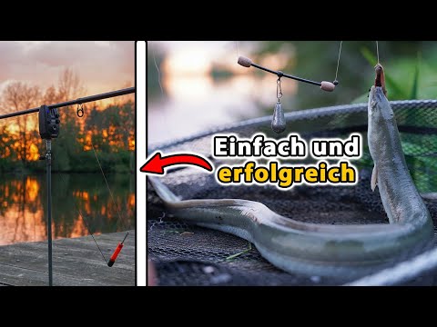 Aalangeln mit der Grundmontage und Wurm - So geht's | (inkl. Live Bisse)