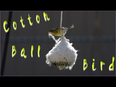 Cotton Ball Bird