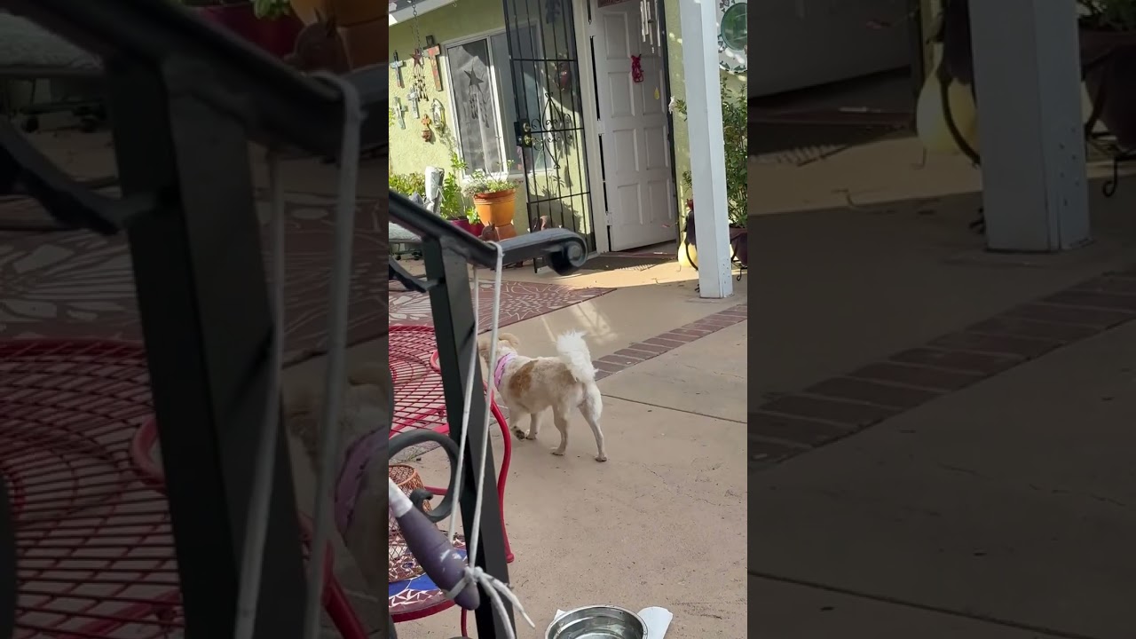 Enlarge Bailey , a ADOPTABLE mixed breed in Santa Monica, CA video 6/6