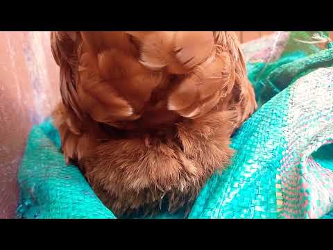 Chicken laying a large egg😲