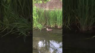 【動物癒し動画】鳥の親子