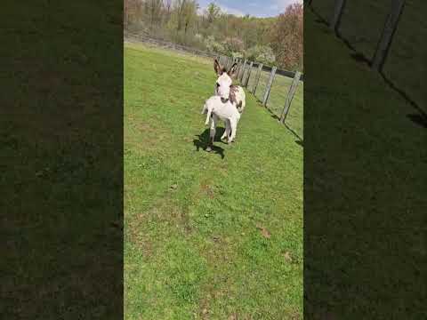 Evil Donkey Loves Mischief  🫏💥😭🐐#Donkey #Goat #Fail #FarmLife