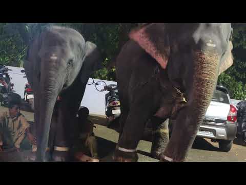 #elephant #daramasthala #manjusha #elephant #daramasthala ಆನೆ