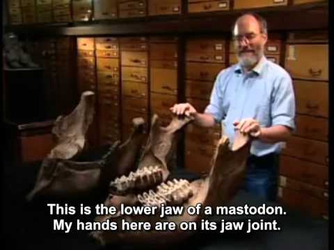 Mastodon and Mammoths: What's the Difference?